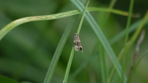 Small Moth Resting on a Blade of Grass - 4K Wildlife Slow Motion Close Up Video stock 336722682