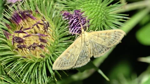 Small Moth Resting On Burdock Plant, Macro View Of Insect On Spiky Seed Head In Stock Footage 340542993