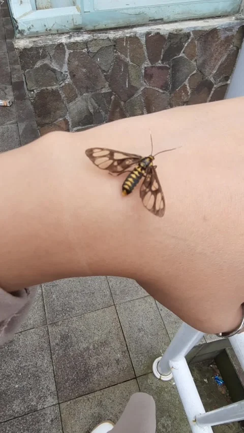 Small Moth Resting on Human Hand Stock Footage 331420040