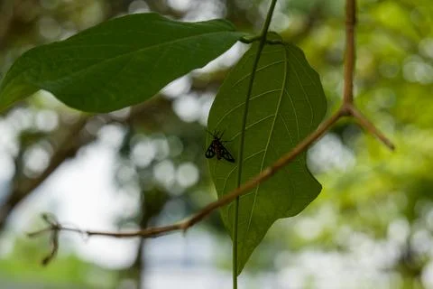 Small moth rests on broad green leaf Stock Photos