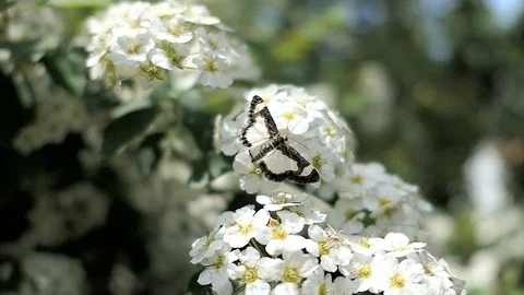 Small moth walks about on top of small flowers getting its nectar. Video stock 100050040