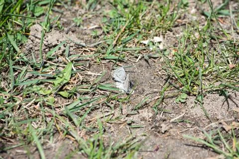 Small moths Stock Photos
