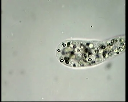 Small Motile Ameba Video stock 1183863