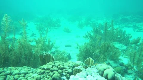 Small motion through coral Stockbeeldmateriaal 75248464