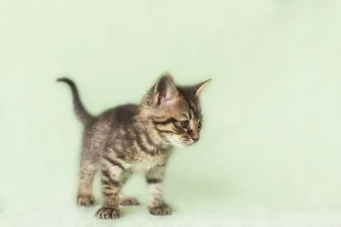 Small mottled kitten. age 2 months Stock Photos