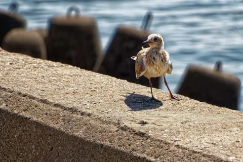 A small mottled Seagull stands against the sea Stock Photos