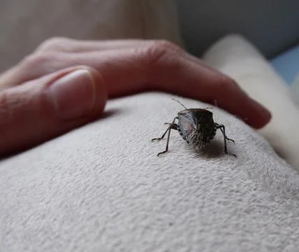 Small mottled shield bug on a voyage of discovery . Stink bug inside the house . Stock Photos