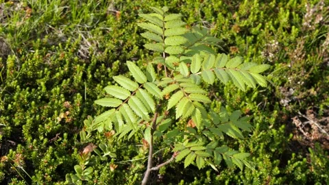 A small mountain ash bush in the summer tundra on a sunny evening. Stock Footage 327813024