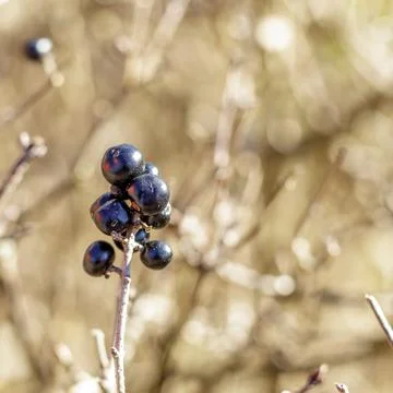Small mountain berries 写真素材