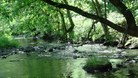 Small mountain creek 스톡 동영상 246926610