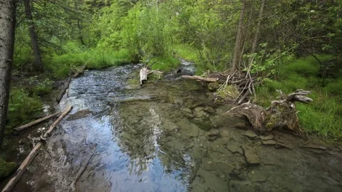 A small mountain crystal clear stream flowing through a bright green forest Stock Footage 134717463