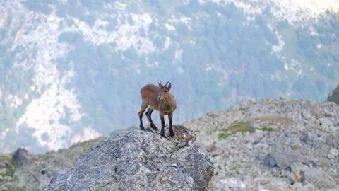 A small mountain goat climbed a rock and looks down from above Video stock 261535728
