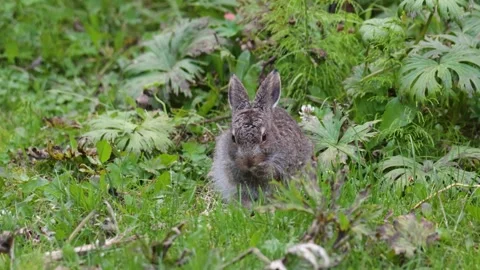 A small mountain hare sits in the grass Video stock 316063471
