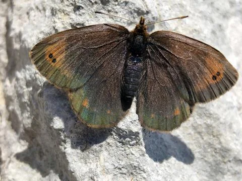 The small mountain ringlet butterfly or mountain ringlet (Erebia epiphron) Stock Photos