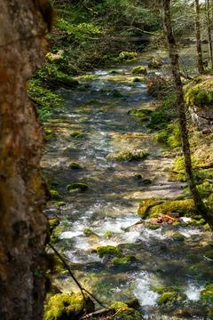 A small mountain river among a dense forest in the Austrian Alps Stock Photos