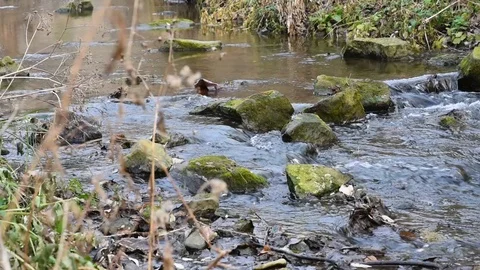 Small Mountain river in autumn Stock Footage 107846684