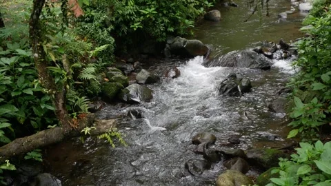 Small mountain river with clear crystal water. Water flows over the stones .. Stock Footage 258271303