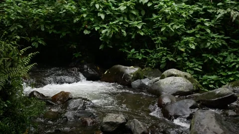 Small mountain river with clear water. Water flows over the stones with gre.. Stock Footage 258251508