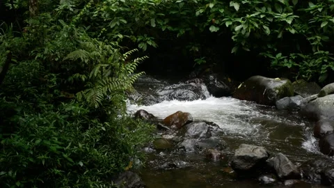 Small mountain river with clear water. Water flows over the stones with gre.. Stock Footage 258251557