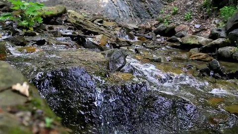 Small mountain river flowing in a forest at sunny summer day. Stock Footage 87939696