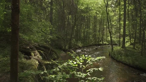 Small mountain river flowing through forest in a sunny summer day Stock Footage 159981671