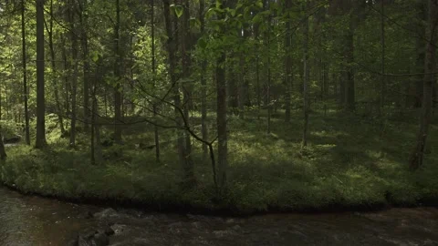 Small mountain river flowing through forest in a sunny summer day Stock Footage 159981683