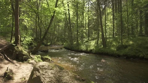 Small mountain river flowing through forest in a sunny summer day Stock Footage 159981720