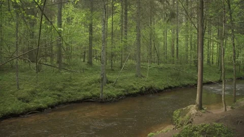 Small mountain river flowing through forest in a sunny summer day Stock Footage 159981726