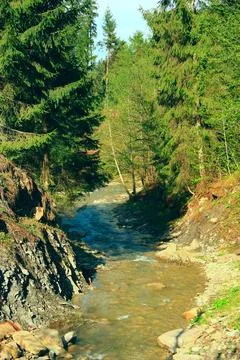 Small mountain river flowing through evergreen pine forest Stock Photos