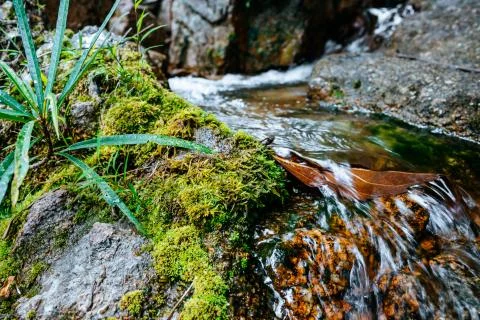 Small mountain river flows among large stones in mountainous areas forest Stock Photos