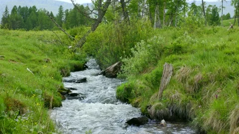 Small mountain river flows quickly and noisily down a green slope Stock Footage 205608706