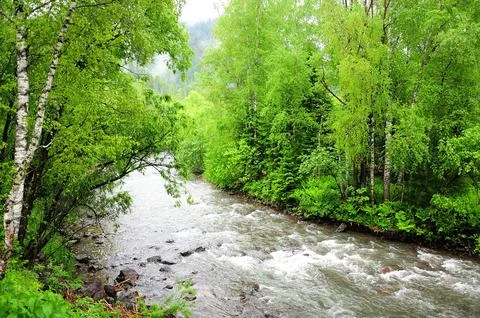 A small mountain river flows in a stormy stream through a summer morning fo.. Stock Photos