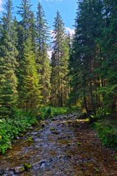 A small mountain river flows through the rocks in the forest. Stock Photos