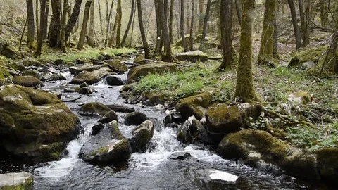 Small mountain river Stock Footage 106728150