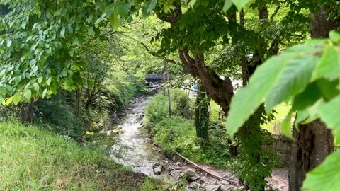 A small mountain river in the forest. Bulgaria. Stock Footage 290170793