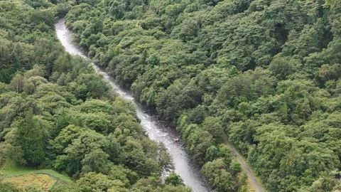 Small Mountain River Hidden Between Thick Green Trees Stock-Footage 347504252