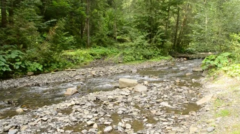 Small mountain river with lush green forest in Carpathians Stock Footage 54131063