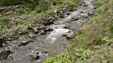 Small mountain river with lush green vegetation on its banks Video stock 55929376