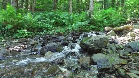A small mountain river in a wild green forest reserve. A stream of clear water Stock Footage 165461722
