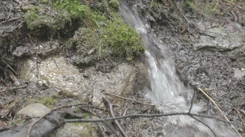 Small Mountain Spring in Moist Forest, 4K, CLog Stock Footage 198082026