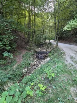 Small mountain stream with a cascade next to a forest dirt road Фото
