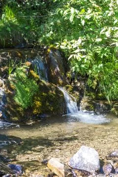 Small mountain stream with clear fresh water flowing through bright green gra Stock Photos