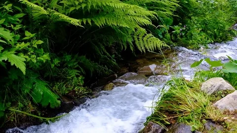 Small mountain stream close up slow motion video Stock Footage 92077476