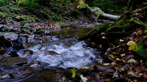 Small mountain stream close up slow motion video Stock Footage 99726282