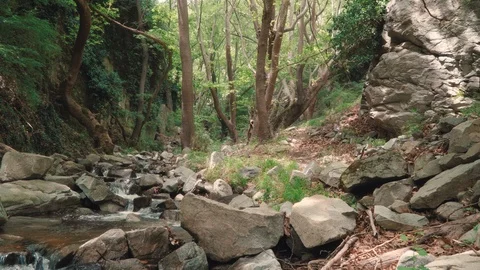 Small mountain stream (creek/ river) running through stones in green forest Stock Footage 120602225