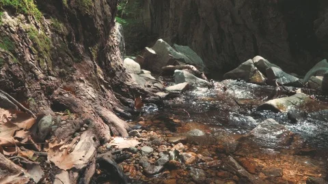 Small mountain stream (creek/ river) running through stones in green forest Stock Footage 122043834
