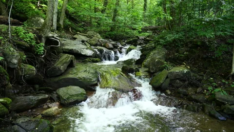 Small mountain stream deep in the forest. 스톡 동영상 311407344