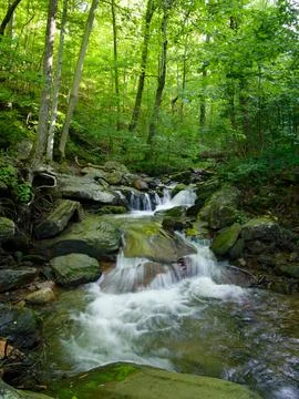 Small mountain stream deep in the forest. Foto stock