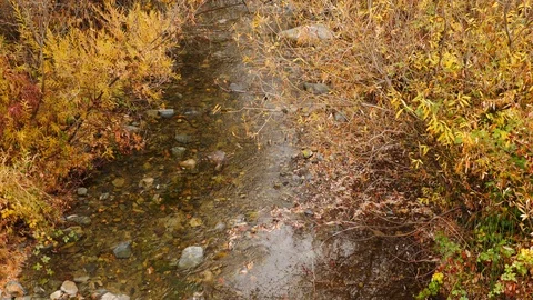 Small mountain stream with fall colors. Stock Footage 113866879