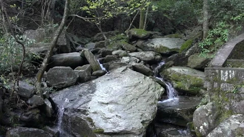 Small mountain stream flowing over mossy rocks in a lush green forest setting Stock Footage 342230215